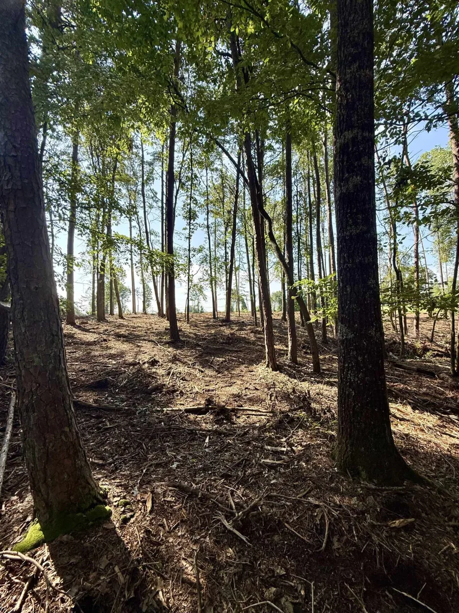 0 Thompson Road  ***  Greer SC 29651
